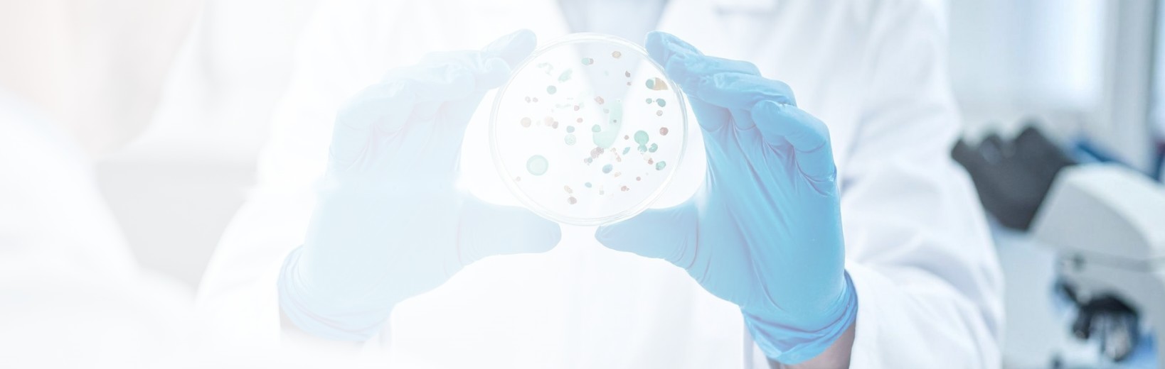 Gloved hands holding a petri dish in a laboratory